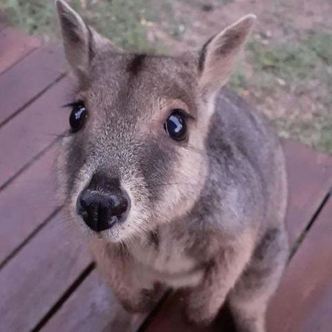 Camp Kanga - NT Tourism 6