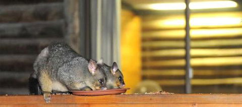 Lakes Entrance Log Cabins - Accommodation NT 4