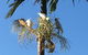 Palms Trinity Beach - thumb 6
