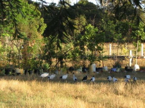 Armadale Farmstay Bed & Breakfast - NT Tourism 5
