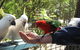 Lorne Bush House Cottages & Eco Retreats - thumb 0