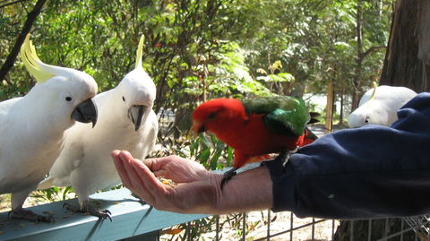 Lorne Bush House Cottages & Eco Retreats - NT Tourism 0