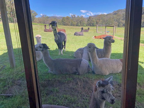 Valley Farm Vineyard Cottages - Accommodation NT 2