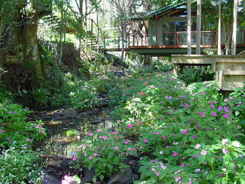Treetops Accommodation Montville - NT Tourism 4