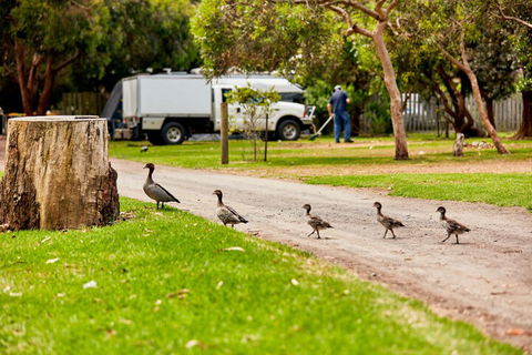 Kennett River Family Caravan Park - Accommodation NT 5