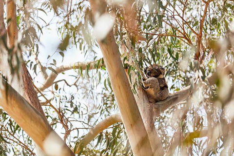 Kennett River Family Caravan Park - Accommodation NT 6