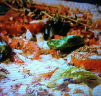 Alfio's Pizzeria - NT Tourism