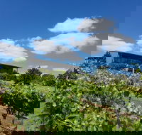 Traralgon Vineyard - NT Tourism