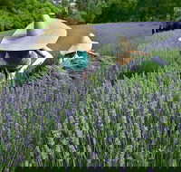 Lavandula Swiss Italian Farm - NT Tourism
