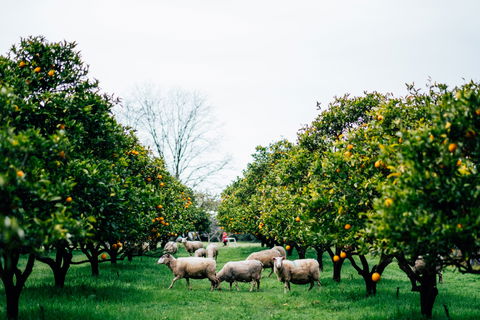 Cambray Cheese Farm Shop - NT Tourism 0