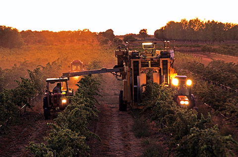 Monichino Wines - NT Tourism 2