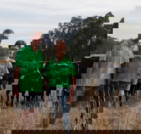Milawa Organic Beef - NT Tourism