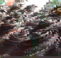 Govindas Pure Vegetarian - Burleigh Heads - NT Tourism