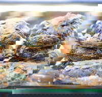 Piccolo Espresso - Accommodation NT