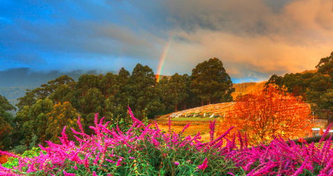 Hartzview Vineyard Heritage Pickers Hut Village - Accommodation NT 2