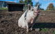 Holm Oak Vineyards - thumb 1