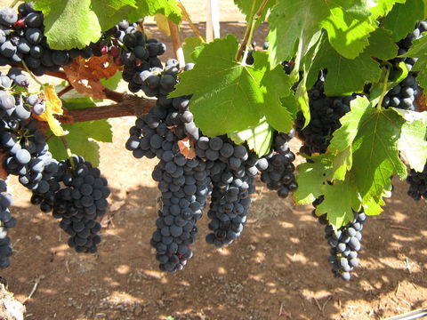 Waybourne Winery - NT Tourism 0