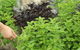 Hillview Herb Farm - thumb 1