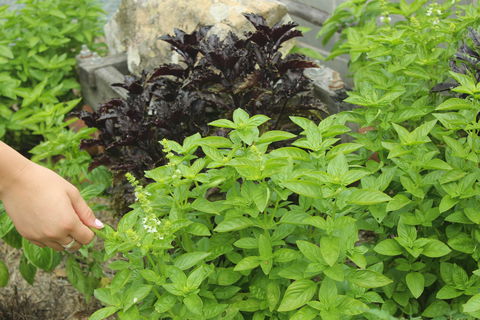 Hillview Herb Farm - NT Tourism 1