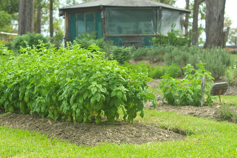 Hillview Herb Farm - NT Tourism 2