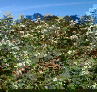 Huntley Berry Farm - NT Tourism