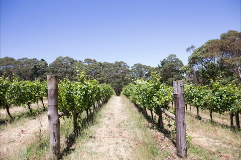 Mount Macedon Winery - NT Tourism 1