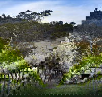 Mount Majura Vineyard - NT Tourism