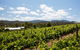 Politini Wines - thumb 1