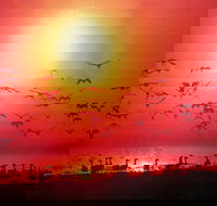 Four Birds - NT Tourism