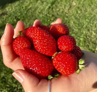 Beechworth Berries - Accommodation NT