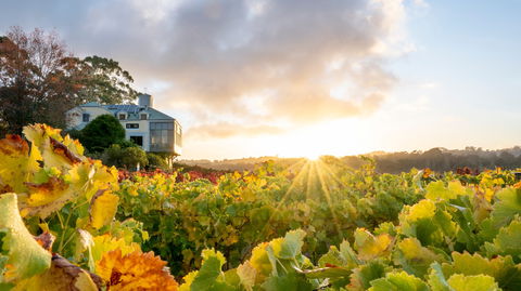Hahndorf Hill Winery - NT Tourism 0