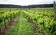 Suffoir Winery, Brewery And Cidery - thumb 0