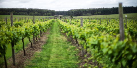 Suffoir Winery, Brewery And Cidery - NT Tourism 0