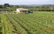 Dindima Wines - thumb 0