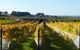 Dindima Wines - thumb 2