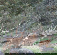 Hahndorf Venison - NT Tourism