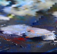 Mount Gravatt Hotel - Accommodation NT