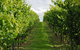 Bangor Vineyard Shed - thumb 1