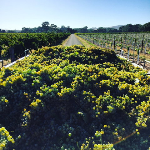 Willows Vineyard - Accommodation NT 0