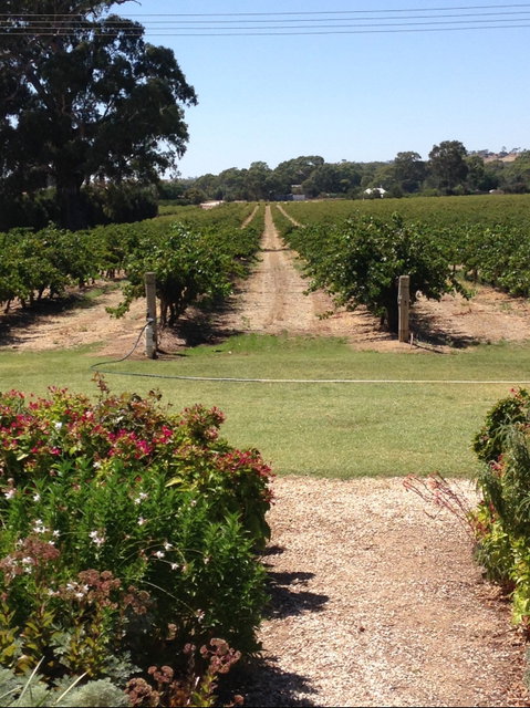 Willows Vineyard - Accommodation NT 2