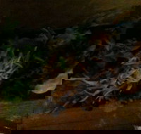 O Sushi - Accommodation NT