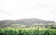 Two Figs Winery - thumb 2