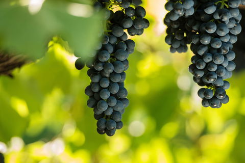 Garden & Field Wines - Accommodation NT 0