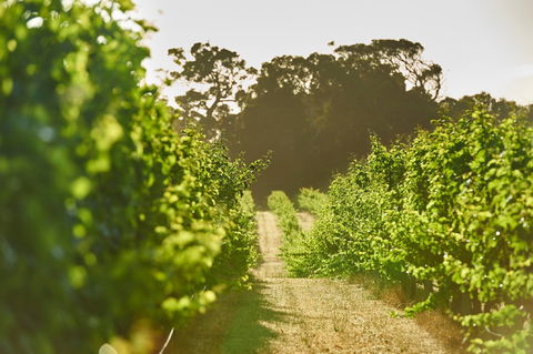 Cape Mentelle Vineyards - NT Tourism 2