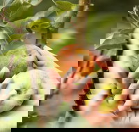 St Ronan's Cider - Accommodation NT