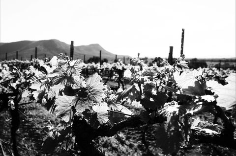 Ballabourneen Wine Co - NT Tourism 0