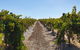 Ulster Park Wines - thumb 2