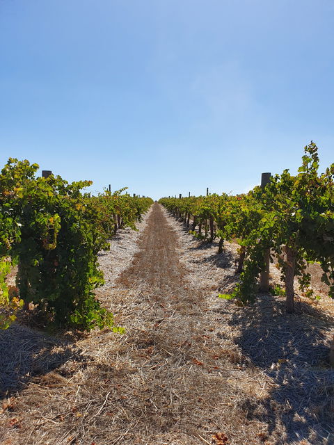 Ulster Park Wines - NT Tourism 2
