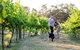 Indigo Vineyard - thumb 2