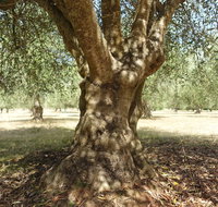 Lentara Grove - Accommodation NT